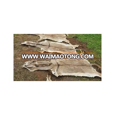 High Quality Standard Dry Salted/Wet Salted Donkey Hides